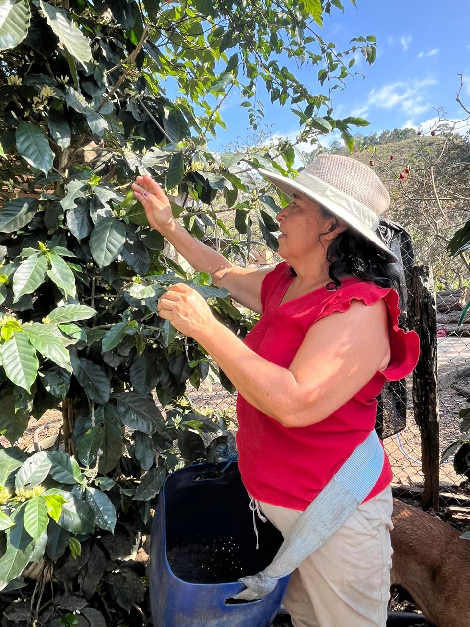Fanni Granda cosechando cafe en su finca