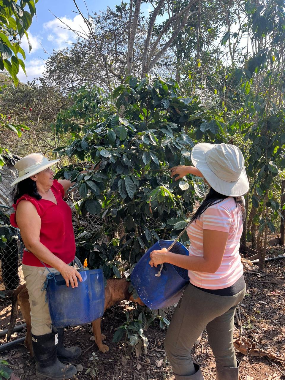 Cosecha de cafe en familia en Puyango